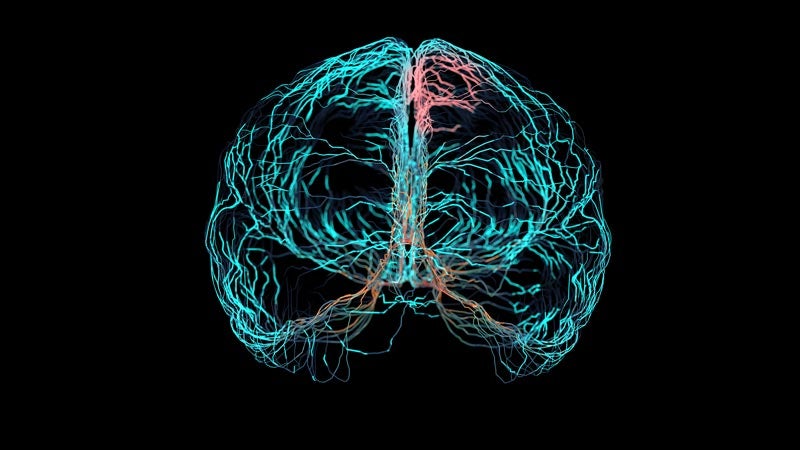 Rendering of brain